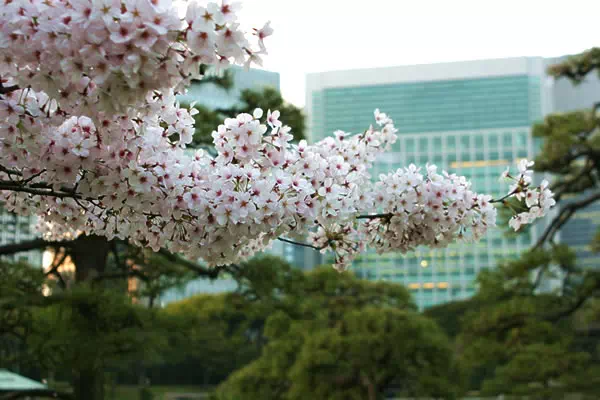 浜離宮恩賜庭園の桜