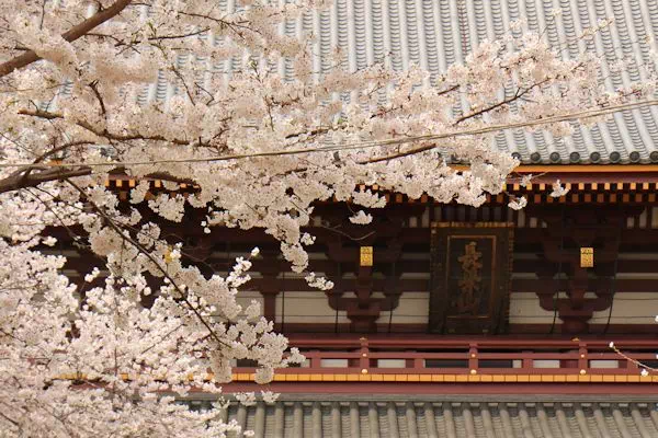 池上本門寺 満開の桜