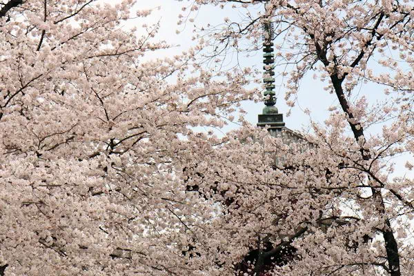 池上本門寺 満開の桜