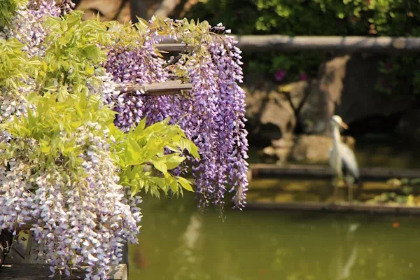 亀戸天神 藤まつり