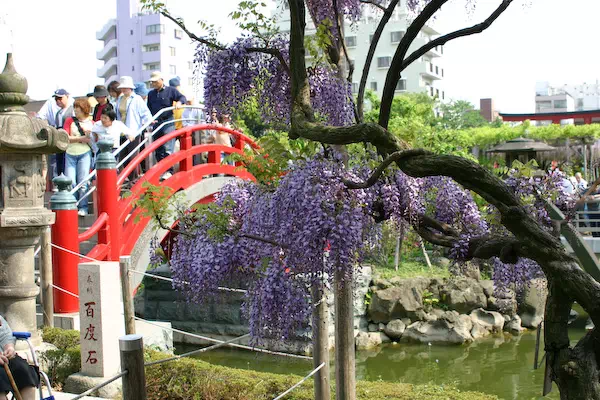 亀戸天神 藤まつり
