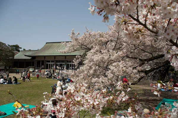小金井公園 散り桜