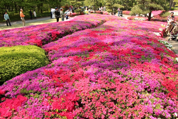 皇居東御苑 二の丸庭園のツツジ 東京の4月 東京人の東京観光 21