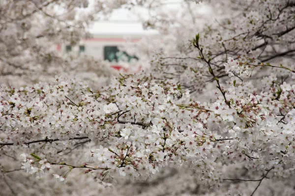 目黒川桜満開 さくらまつり