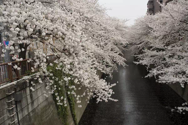 目黒川桜満開 さくらまつり