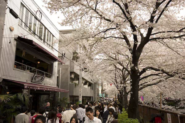 目黒川桜満開 さくらまつり