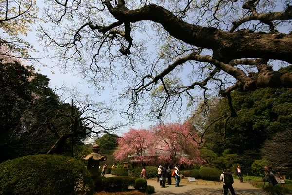 新宿御苑で桜が満開に