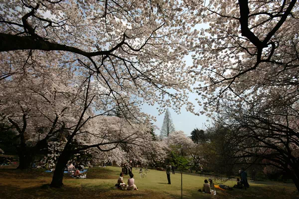 新宿御苑で桜が満開に