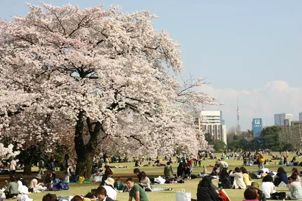 新宿御苑で桜が満開に