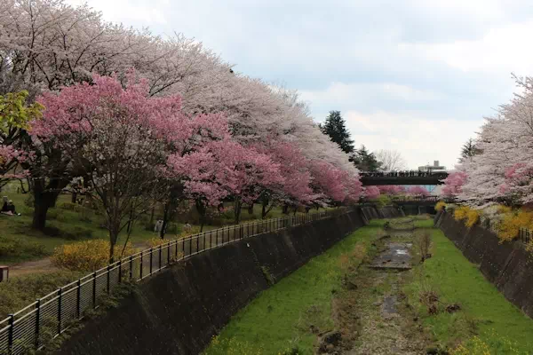 昭和記念公園の桜と花見