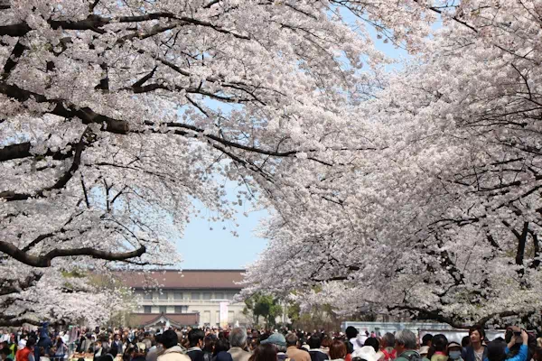 上野の桜 上野恩賜公園 桜並木