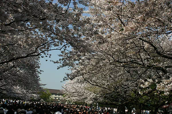 上野の桜 上野恩賜公園 桜並木