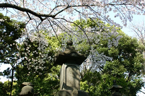 上野の桜 上野恩賜公園 桜並木
