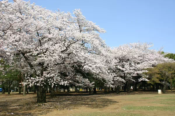 代々木公園 満開の桜と花見