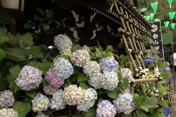 白山神社 文京あじさいまつり