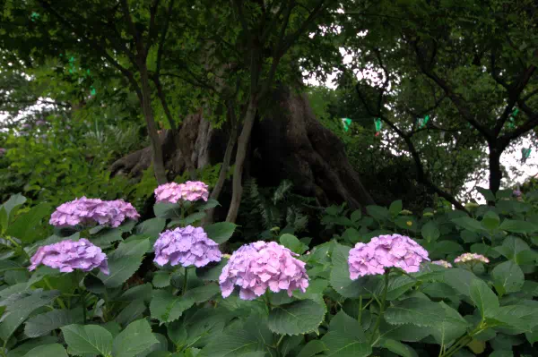白山神社 文京あじさいまつり
