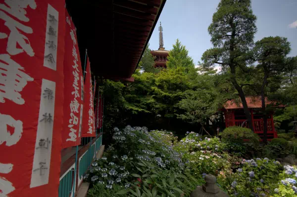 高幡不動 あじさいまつり