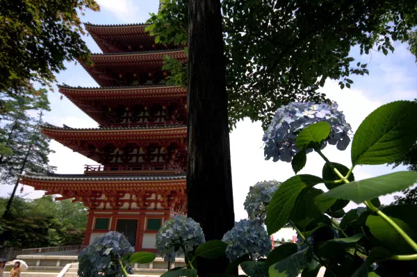 高幡不動 あじさいまつり