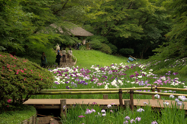 明治神宮の菖蒲園で花菖蒲が見頃に 東京の6月