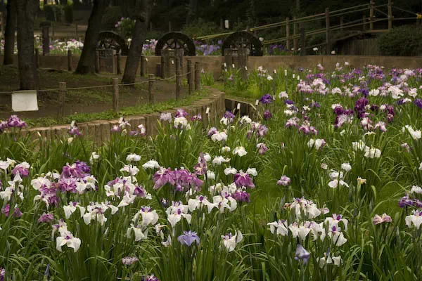 しょうぶ沼公園の花菖蒲