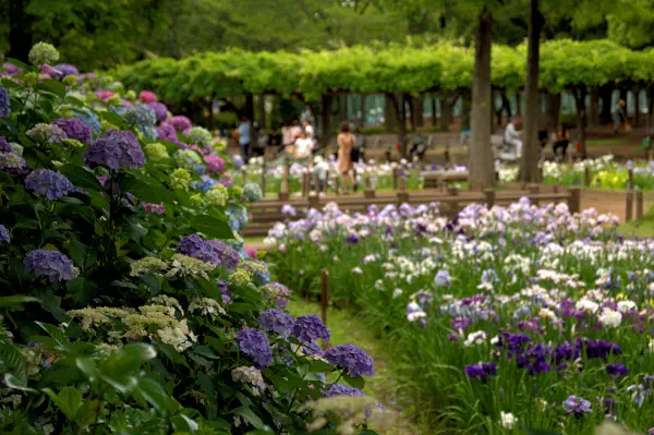 しょうぶ沼公園の花菖蒲