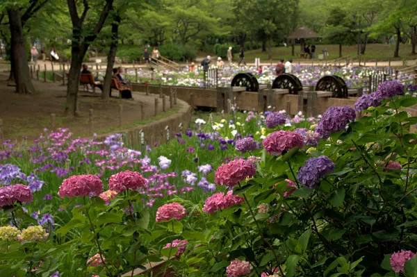 しょうぶ沼公園の花菖蒲