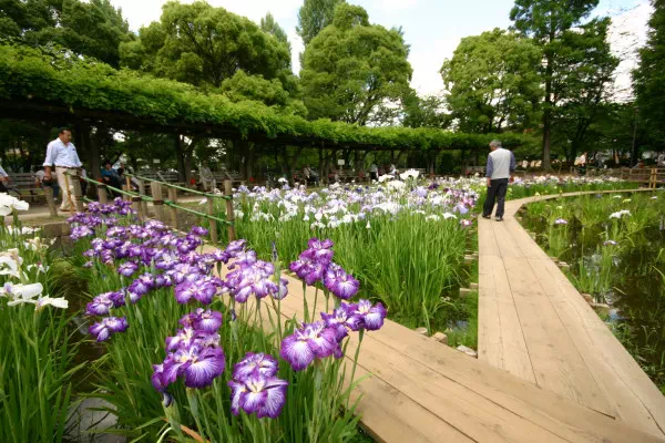 しょうぶ沼公園の花菖蒲