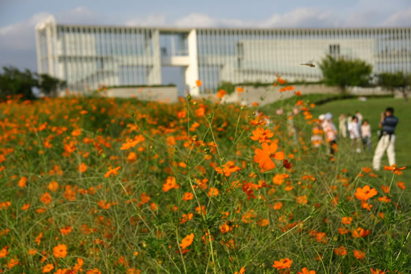 葛西臨海公園のコスモス 東京の9月