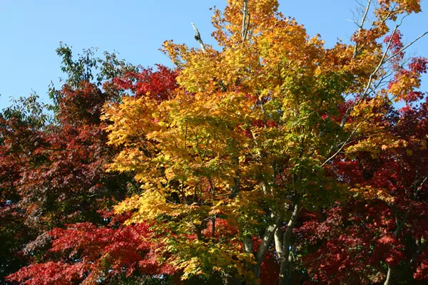 高尾山の紅葉と もみじまつり