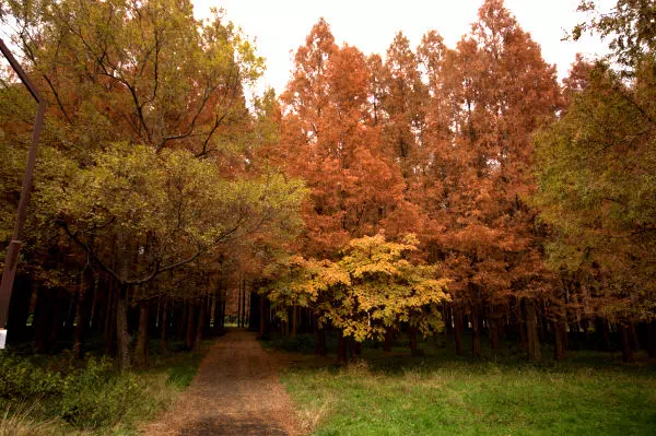 水元公園 メタセコイアの森の黄葉