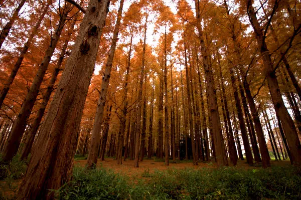 水元公園 メタセコイアの森の黄葉