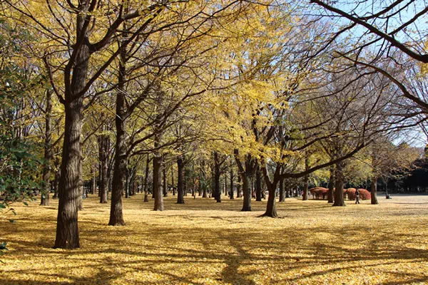 代々木公園 イチョウ林の黄葉